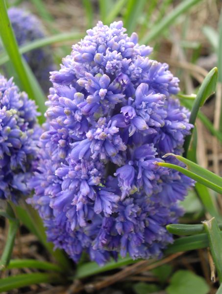 Muscari armeniacum 'Blue Spike' en fleurs dans un jardin ensoleillé
